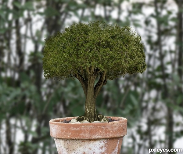 Bonsai Tree